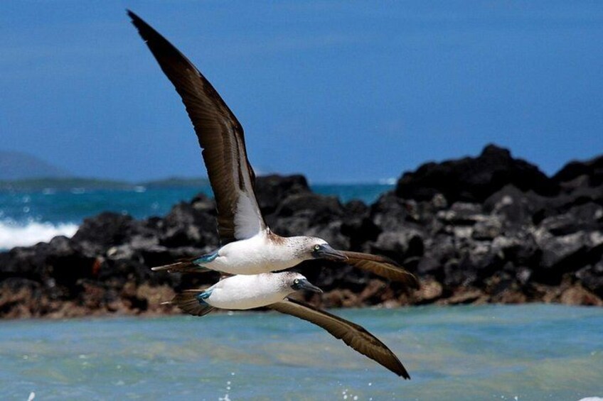 Two birds flying over a rocky coastline with waves in the background. 3