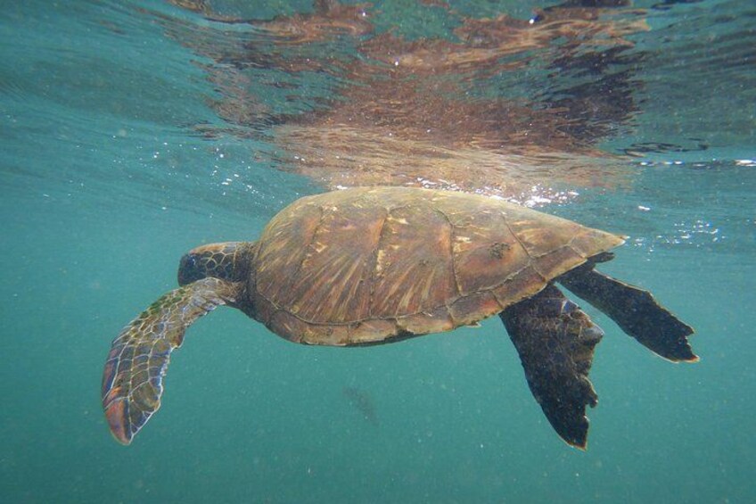 A sea turtle swimming underwater. 2