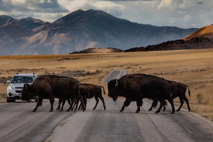 A herd of bison crossing a road with mountains in the background. 4