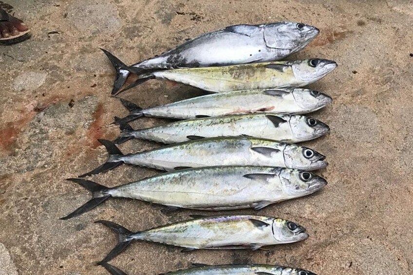 3-Hour Fishing Trip in Waikiki 2