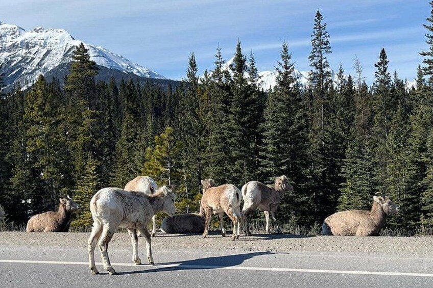 Mountain Goats in Banff 4