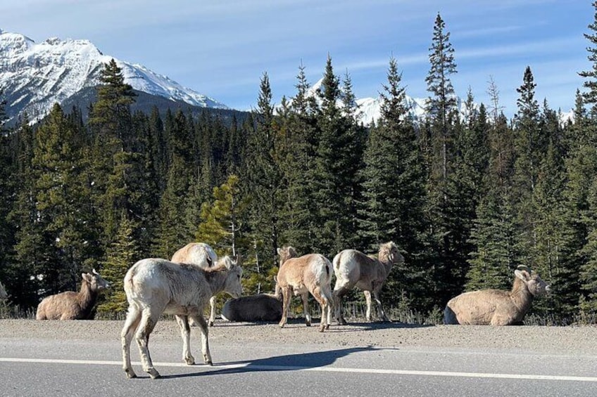 Mountain Goats in Banff 3