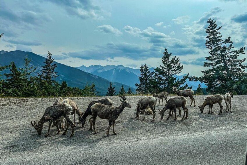 En flock bergsgetter betar på en grusväg med berg och tallar i bakgrunden. 2