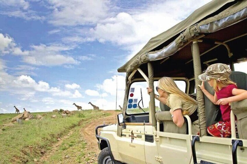 Un véhicule de safari transportant deux passagers qui observent des girafes sur un chemin de terre. 2