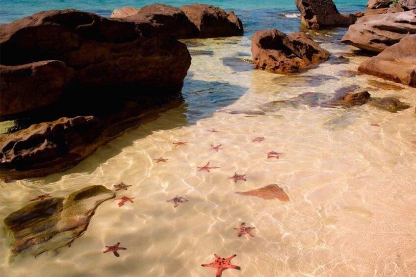 Spot colourful starfishes at Rach Vem Beach
Village. 4