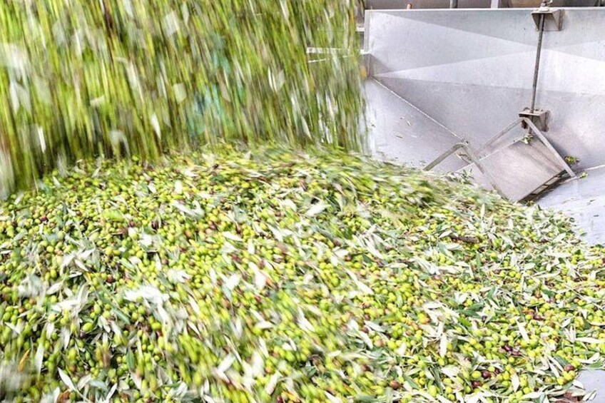 Un grand tas de produits agricoles verts et jaunes, probablement du maïs, en cours de transformation ou de tri dans un entrepôt. 2
