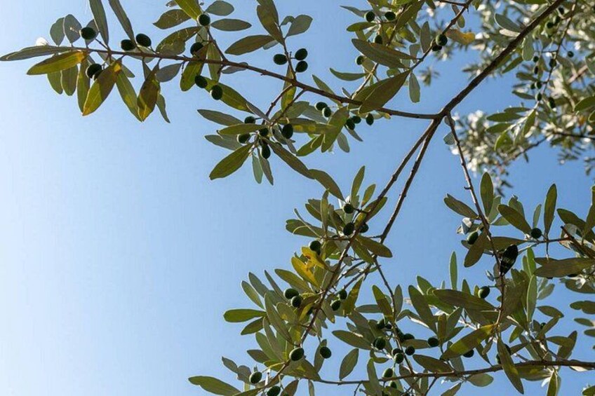 Des branches d'olivier, avec leurs feuilles et leurs olives vertes, se dressent sur un fond de ciel bleu. 3