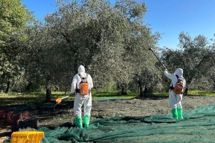 Olio evo bronze experience at Frantoio Buonamici in Fiesole 4
