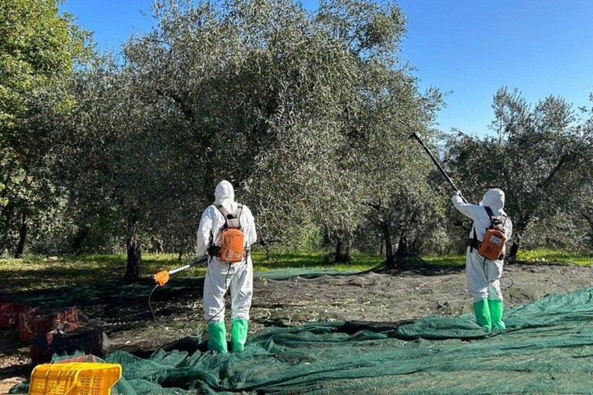 Olio evo bronze experience at Frantoio Buonamici in Fiesole 4