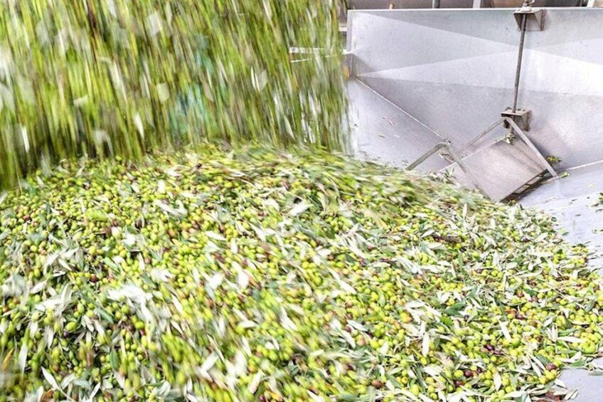 olive oil production 3
