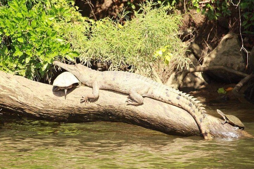 Freshwater crocodile and freshwater turtles 4