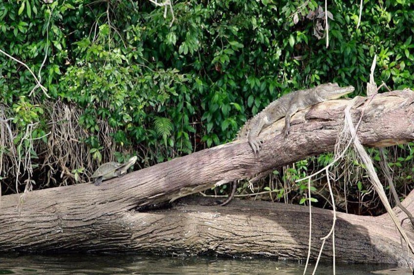 Freshwater crocodile and freshwater turtles 2