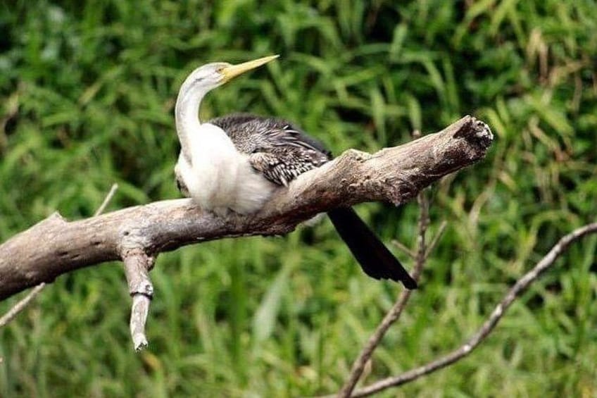 Darter bird 3