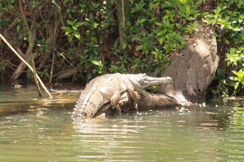 Freshwater crocodile 5