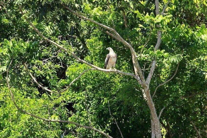 White-bellied sea eagle 3