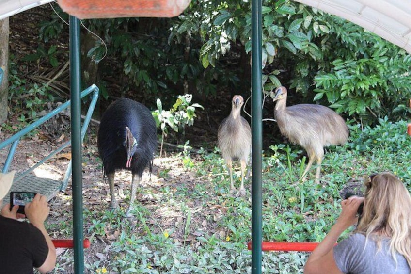 Elvis the cassowary and his chicks 3