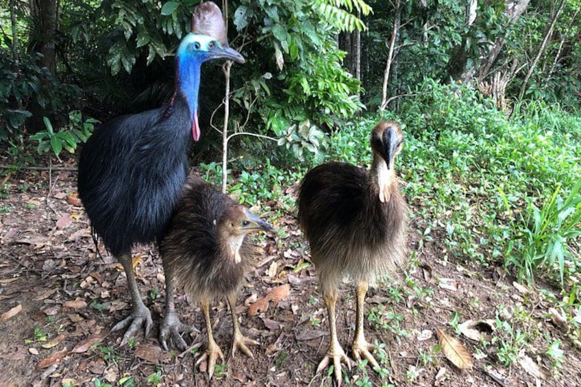 Elvis the cassowary and chicks 4