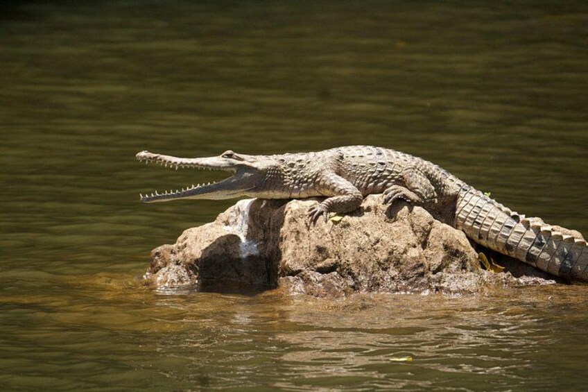 Freshwater crocodile 1