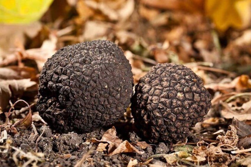 Truffle Experience at Frantoio Buonamici in Fiesole 2