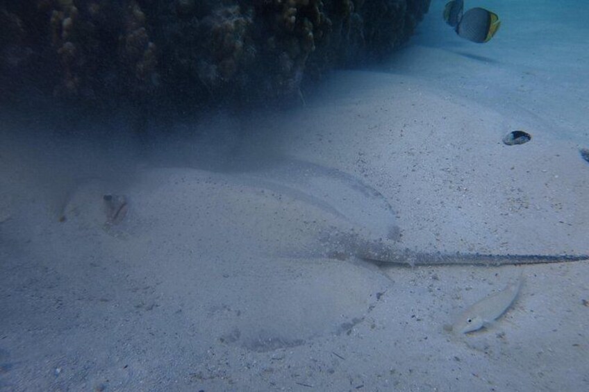 Snorkeling in Daymaniat Island 5