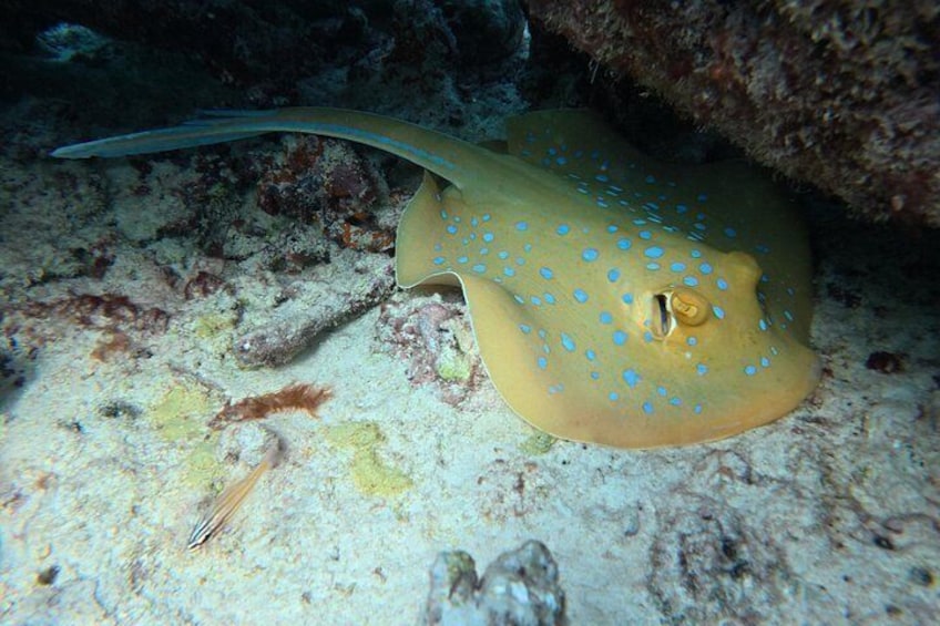 Snorkeling in Daymaniat Island 3
