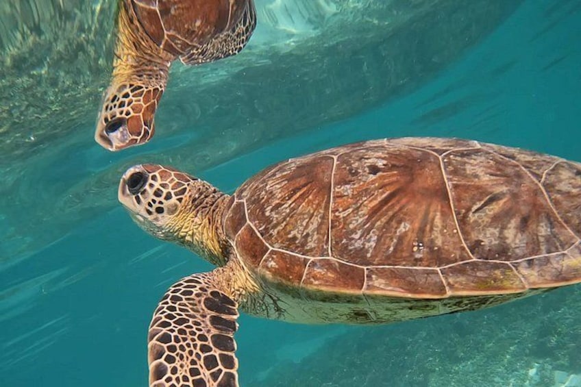 Snorkeling in Daymaniat Island 2