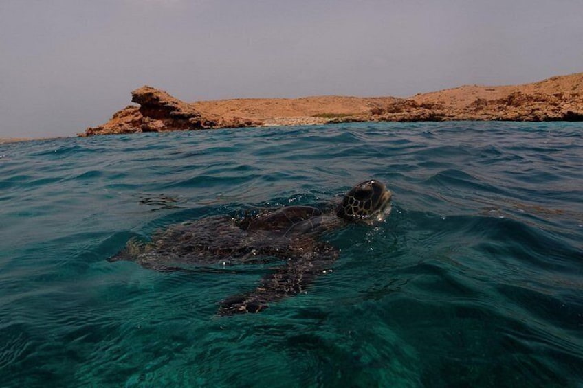 Snorkeling in Daymaniat Island 4