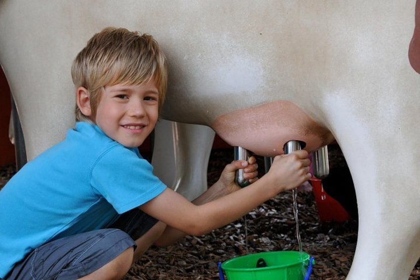 A child milking a cow. 2