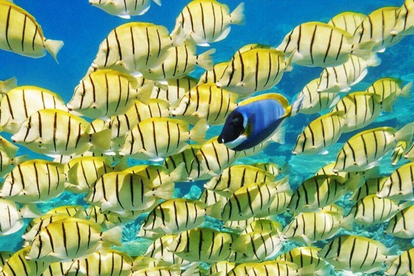 Multicoloured fish 3