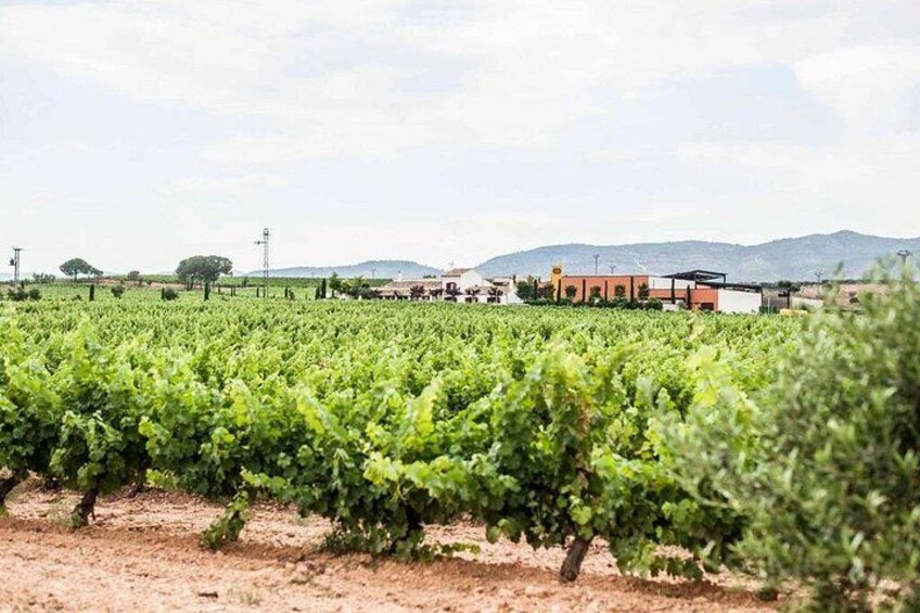 Valencia Vineyard Tour with Wine Tasting, Cava and Snacks 3