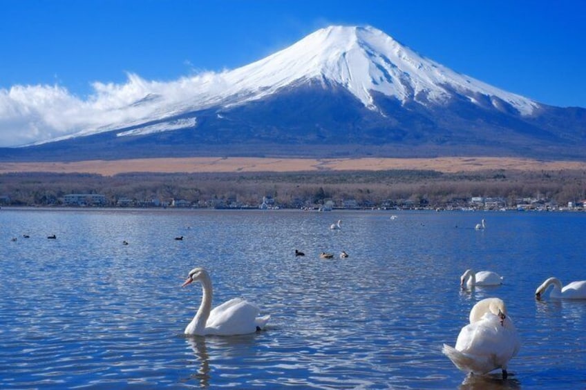 Mount Fuji Full Day Sightseeing Tour from Tokyo 4