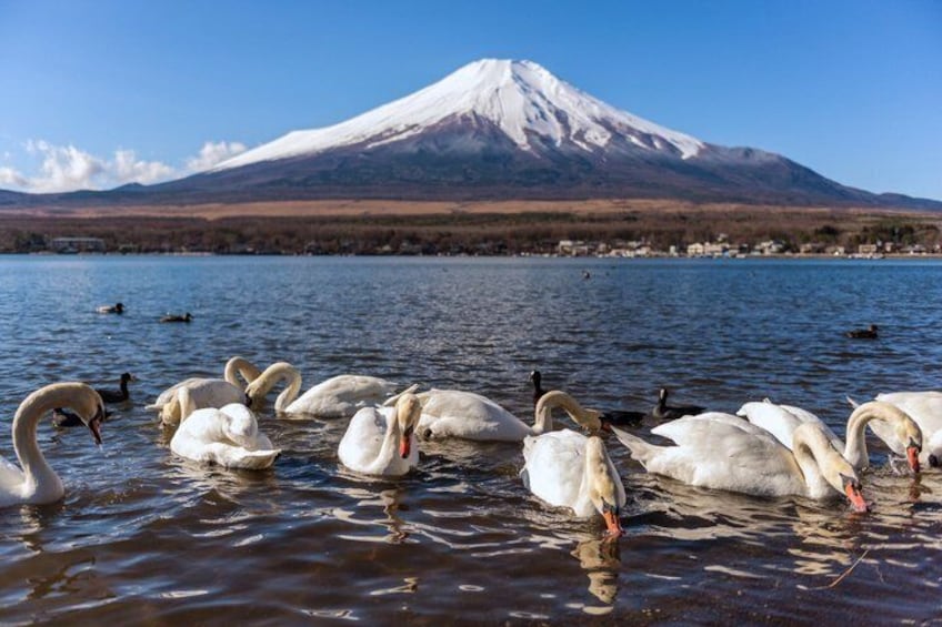 Mount Fuji Full Day Sightseeing Tour from Tokyo 3