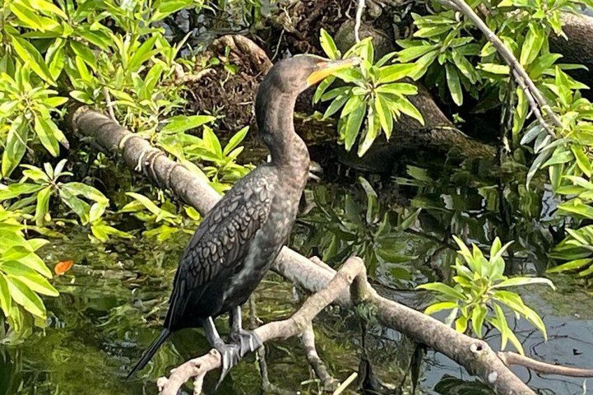 Kings Bay Eco Tours 5