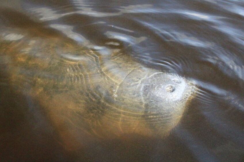 Ein Fisch schwimmt im Wasser. 4