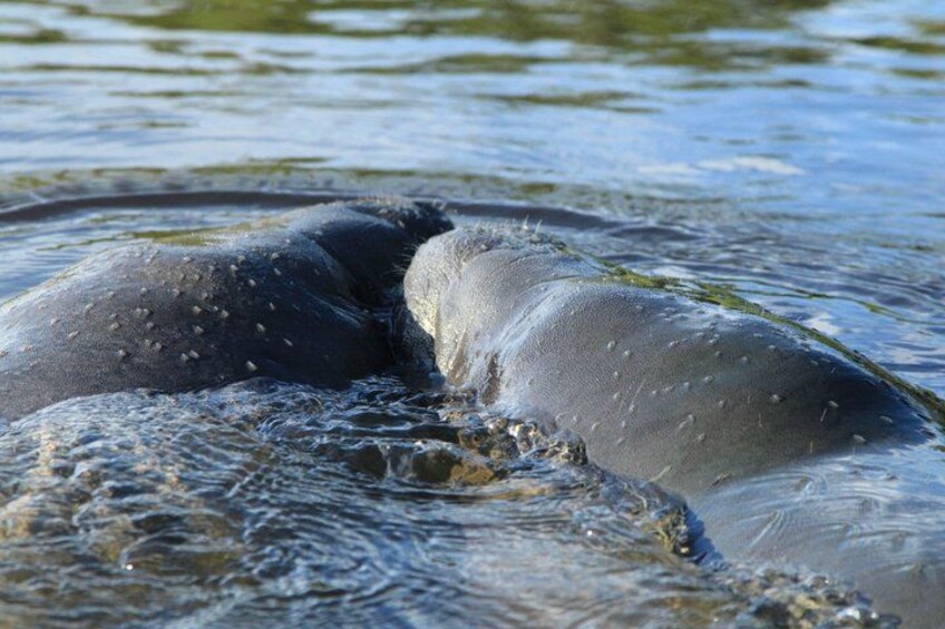 Ein Wal, teilweise im Wasser versunken, mit sichtbarer Hautstruktur und kleinen Erhebungen. 5
