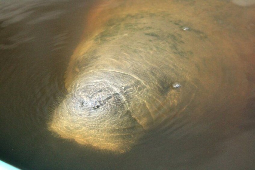 Nahaufnahme des Kopfes und des Panzers einer Schildkröte im Wasser. 2