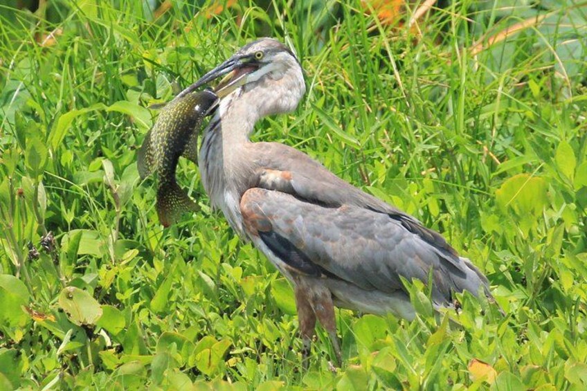 Un pájaro sosteniendo un pez en el pico. 2