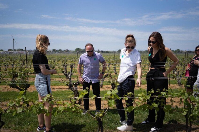 Niagara-on-the-Lake Wine Tour with Lunch 2