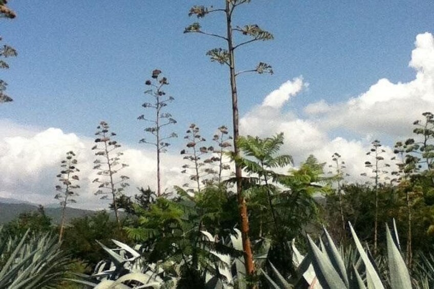 A landscape with tall, slender trees and a clear sky. 2