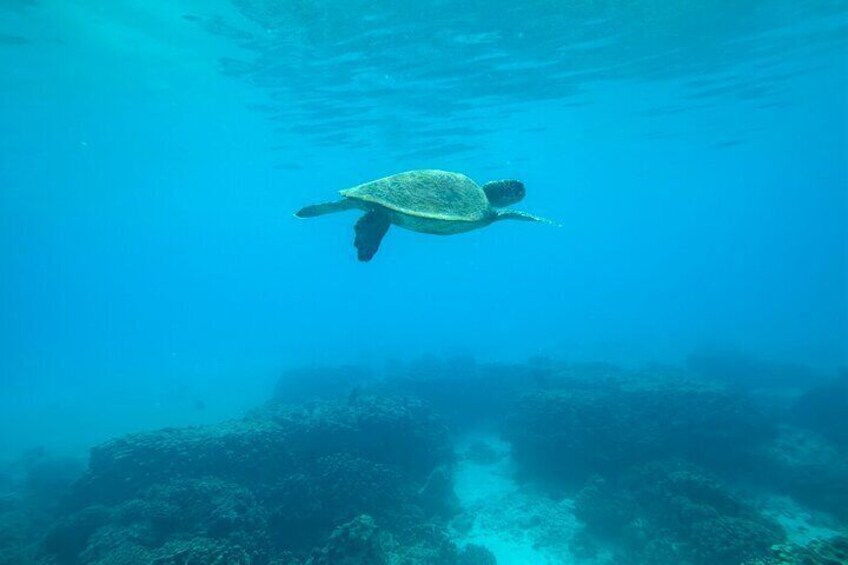 Snorkeling at Dimaniyat Islands and Dolphin Watching