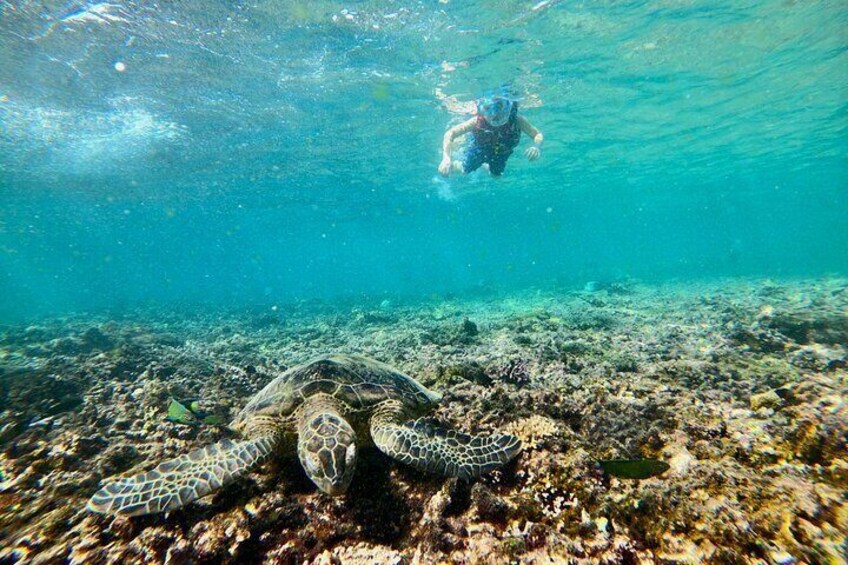 Snorkeling at Dimaniyat Islands and Dolphin Watching