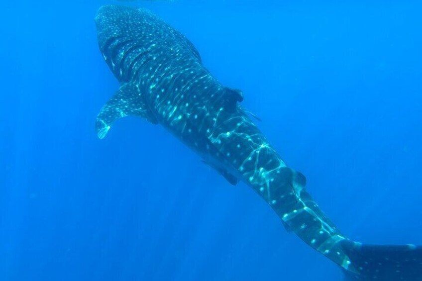 Snorkeling at Dimaniyat Islands and Dolphin Watching