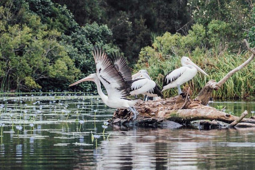 Pelicans on a log in a water body surrounded by greenery. 5