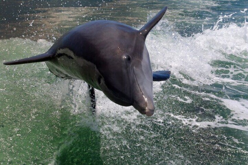 A dolphin leaping out of the water. 3