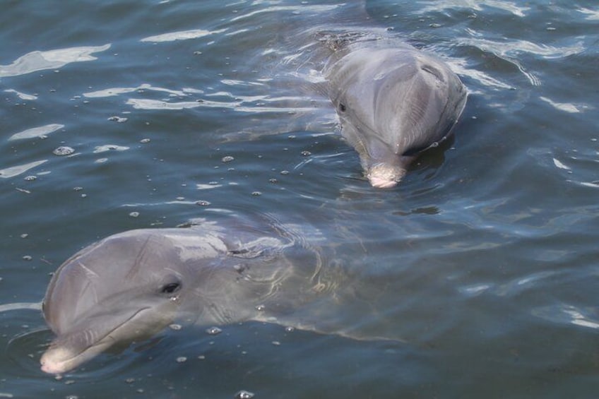 Zwei Delfine schwimmen im Wasser. 1