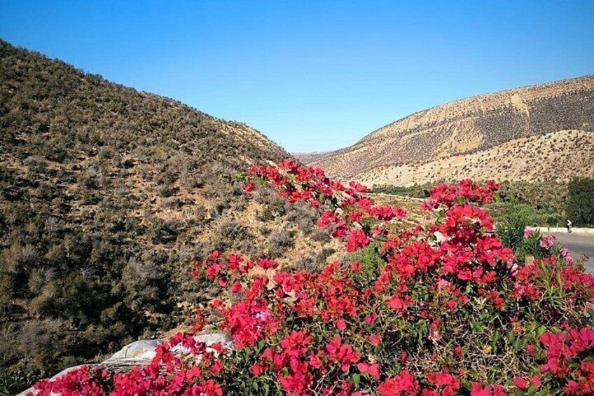 A desert landscape with red flowers and hills. 3