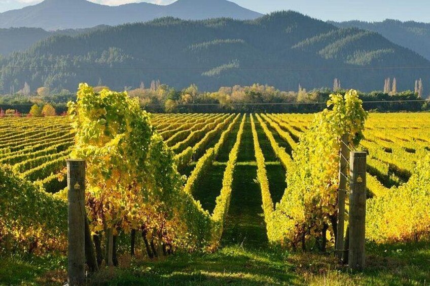 Kakheti: Bodbe, Sighnaghi, Telavi Wine Tour from Tbilisi 2