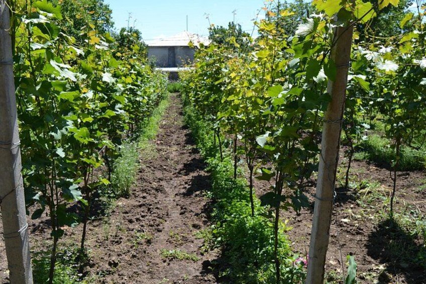 Kakheti: Bodbe, Sighnaghi, Telavi Wine Tour from Tbilisi 2