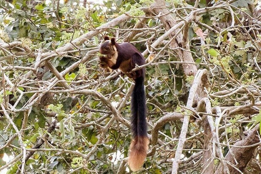 Karnataka Heritage and Wildlife Experience 5