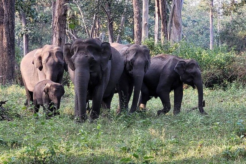 Karnataka Heritage and Wildlife Experience 5